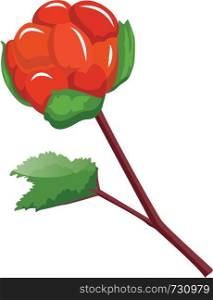 Red cloudberry on a branch with green leafs cartoon fruit vector illustration on white background.