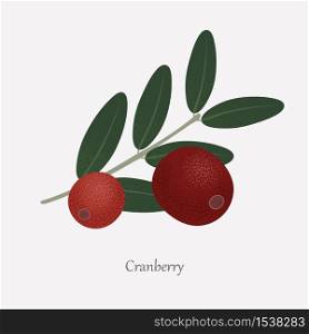 Red cranberries are an edible plant and green leaves. Tasty, healthy berries of a cranberry bush on a gray background.. Red cranberries are an edible plant and green leaves.