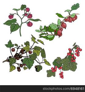 red currant, black currunt, raspberry, gooseberry. Set of berries. red currant, black currunt, raspberry, gooseberry. Hand drawn vector illustration