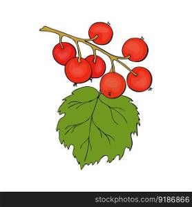 Red Currant branch with berries, hand drawn doodle drawing, contour, black outline.