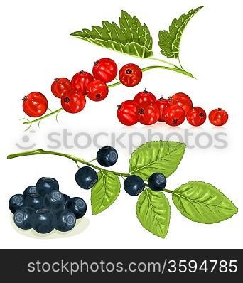 Red currants and blueberries with leaves. vector illustration