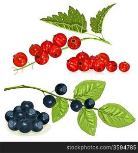 Red currants and blueberries with leaves. vector illustration