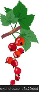 Red currants branch with leaves