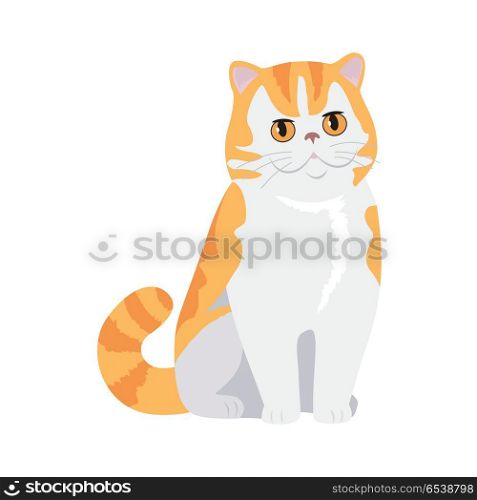Red Exotic Cat Vector Flat Design Illustration. Exotic cat breed. Cute red cat seating flat vector illustration isolated on white background. Purebred pet. Domestic friend and companion animal. For pet shop ad, animalistic hobby concept, breeding. Red Exotic Cat Vector Flat Design Illustration