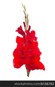 Red Flower Gladiolus Vector Illustration EPS10. Red Flower Gladiolus Vector Illustration
