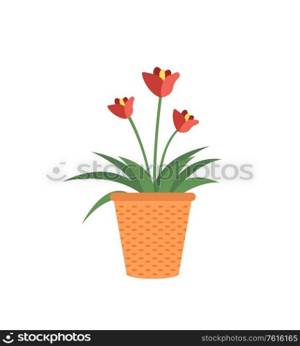 Red flowers in pot isolated garden cultivation plants. Vector tulip or begonia blooming, tree buds with leaves in clay flower-pot, cartoon style. Red Flowers in Pot Isolated Garden Growing Plants