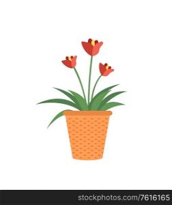 Red flowers in pot isolated garden cultivation plants. Vector tulip or begonia blooming, tree buds with leaves in clay flower-pot, cartoon style. Red Flowers in Pot Isolated Garden Growing Plants