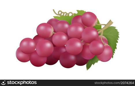 Red grape. Realistic grapes bunch, isolated farm fruit. Natural raw product, winery garden element. Fresh juicy food vector illustration. Natural product realistic, juice fruit for winery. Red grape. Realistic grapes bunch, isolated farm fruit. Natural raw product, winery garden element. Fresh juicy food vector illustration