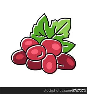 red grape wine color icon vector. red grape wine sign. isolated symbol illustration. red grape wine color icon vector illustration