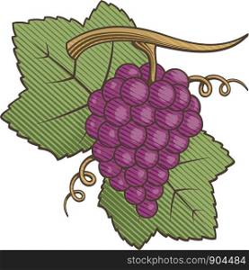 Red grapes with leaves colored illustration with engraving shading.