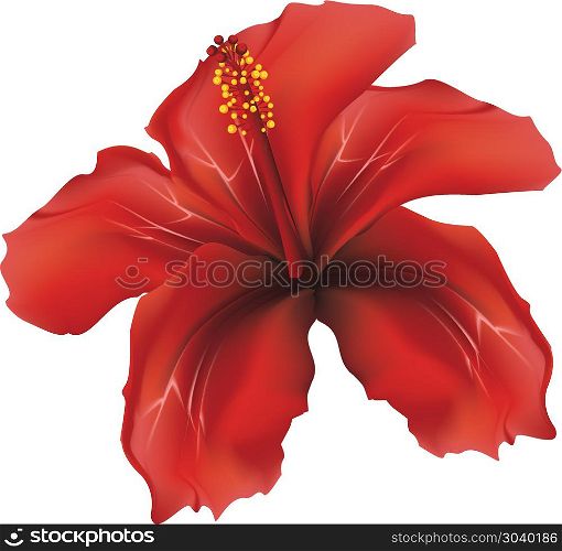 Red hibiscus flower illustration on white background.. Red hibiscus