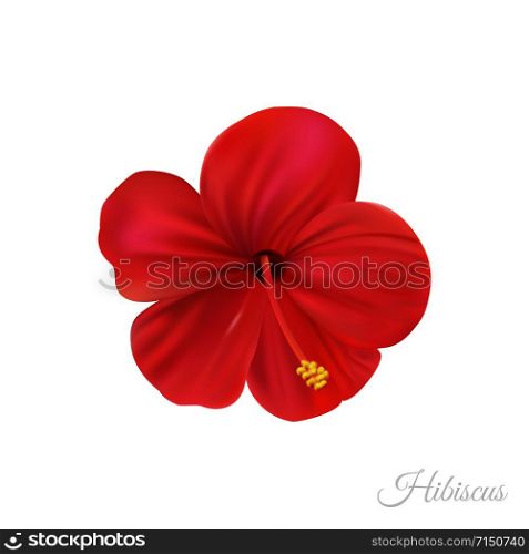 Red hibiscus flower, marvellous hawaii rose with bright petals isolated on white backgtound. Realistic style high quality design element.