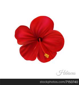 Red hibiscus flower, marvellous hawaii rose with bright petals isolated on white backgtound. Realistic style high quality design element.
