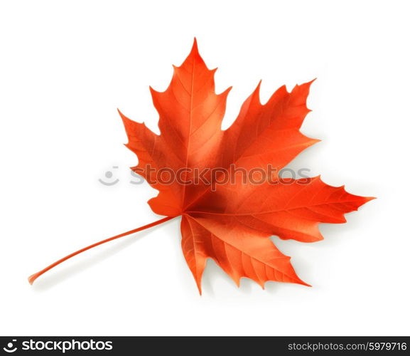 Red maple leaf, vector object