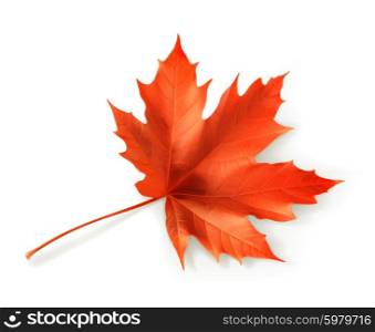 Red maple leaf, vector object