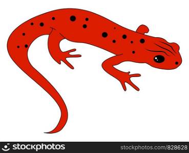 Red newt, illustration, vector on white background.