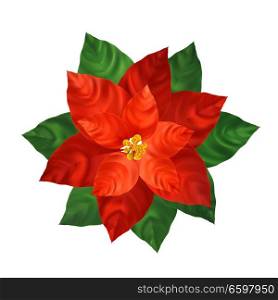 Red poinsettia flower realistic illustration. Christmas decoration and ornamental plant. Red poinsettia with green leaves. Christmas flower. Postcard,poster floral design element. Isolated vector. Red poinsettia flower realistic illustration