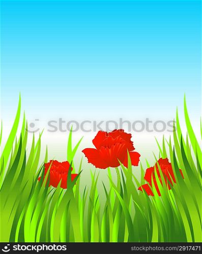 Red poppies in the grass