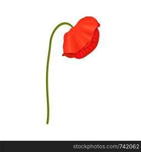 Red Poppy flower head and stem. Side view. Anzac. Flat sketch style. Bud flagging down. Scarlett drooping petals. Remembrance. Vector illustration. Papaveroideae. cards invitation decoration. Red Poppy flower head and stem. Side view. Anzac. Flat sketch style. Bud flagging down.