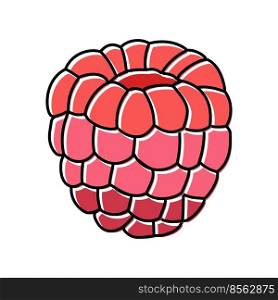 red raspberry ripe fruit color icon vector. red raspberry ripe fruit sign. isolated symbol illustration. red raspberry ripe fruit color icon vector illustration