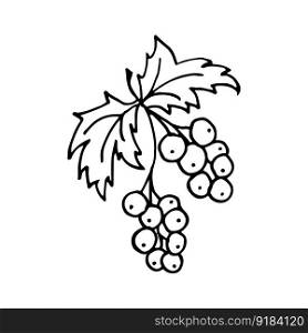 Red Ribes in line style. Isolated hand drawing berry vector illustration. Doodle simple outline. Berry for icon, menu, cover, print, poster, cards, web element, social media, card for children.. Red Ribes in line style. Isolated hand drawing berry vector illustration. Doodle simple outline.
