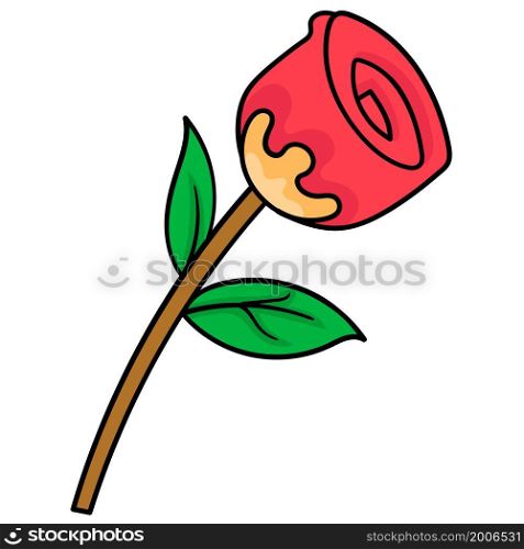 red rose blossom flower