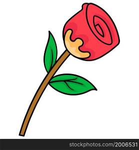 red rose blossom flower