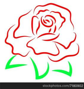 Red rose drawing, illustration, vector on white background