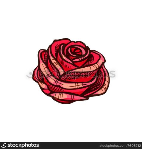 Red rose flower isolated vector sketch blossom. Rose flower isolated red sketch. Vector blooming bud, floral decor. Rose flower isolated vector sketch, blooming bud
