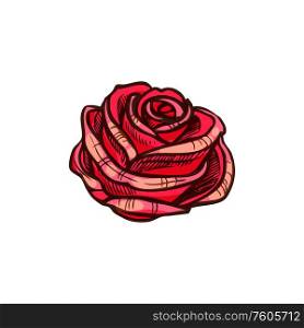 Red rose flower isolated vector sketch blossom. Rose flower isolated red sketch. Vector blooming bud, floral decor. Rose flower isolated vector sketch, blooming bud