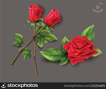 Red rose flower vector on gray background