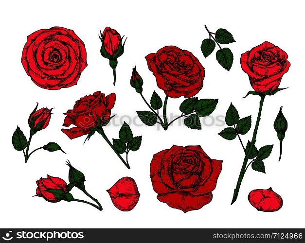Red rose. Hand drawn roses garden flowers with green leaves, buds and thorns. Cartoon vector isolated collection. Red rose petal, floral flower romantic illustration. Red rose. Hand drawn roses garden flowers with green leaves, buds and thorns. Cartoon vector isolated collection