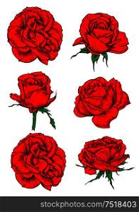 Red rose icons with blooming flowers and buds of garden tea rose isolated on white. Floral decor for invitation, greeting cards and tattoo design. Red rose flowers and buds icons isolated on white