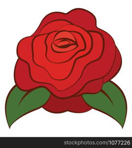 Red rose, illustration, vector on white background.