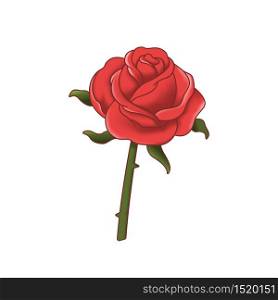 Red rose isolated. Vector illustration