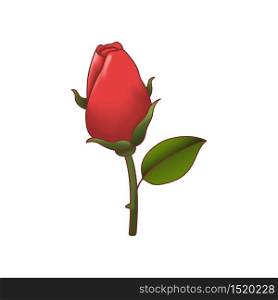 Red rose isolated. Vector illustration