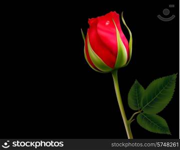 Red rose on a black background. Vector.