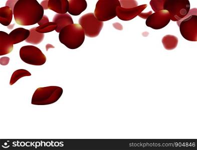 Red rose petals falling on white background vector illustration