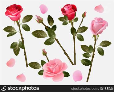 Red rose. Plant love flowers beautiful red buds with green leaves vector herbal illustration collection. Rose aroma and fresh, green leaf and flower. Red rose. Plant love flowers beautiful red buds with green leaves vector herbal illustration collection