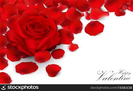 Red roses and rose petals on white background.vector