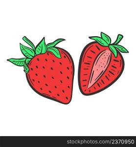 Red strawberries on white background vector illustration. Berries whole and half hand drawn isolated object. Healthy organic food. Red strawberries on white background vector illustration
