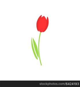 Red tulip on a white background. Vector illustration.