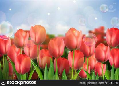 Red tulips flowers in the garden.