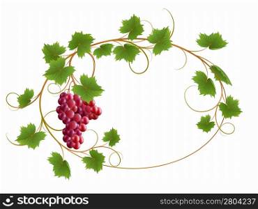 Red vine on a white background