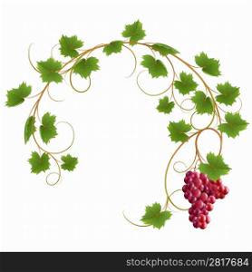 Red vine on a white background