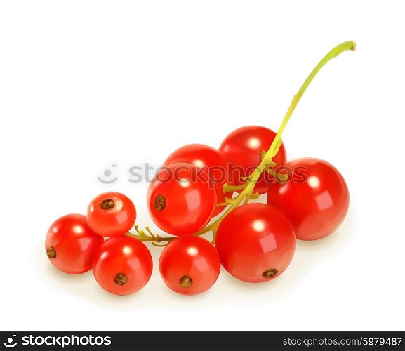 Redcurrant berries, vector illustration
