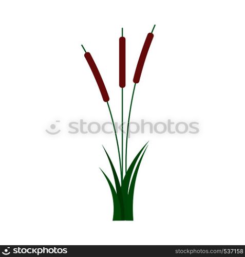 Reed natural wild summer flat vector. Bulrush grass isolated illustration plant river
