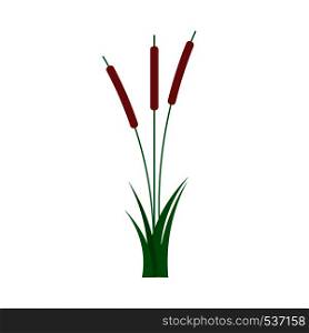 Reed natural wild summer flat vector. Bulrush grass isolated illustration plant river