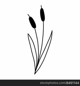Reeds. Vector doodle illustration. Plant and herb . Hand drawn drawing.