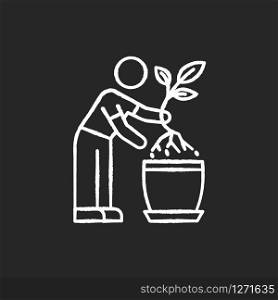 Replanting chalk white icon on black background. Transplanting, repotting. Indoor gardening. Plant growing. Potting plants, changing planter. Planting seedling. Isolated vector chalkboard illustration